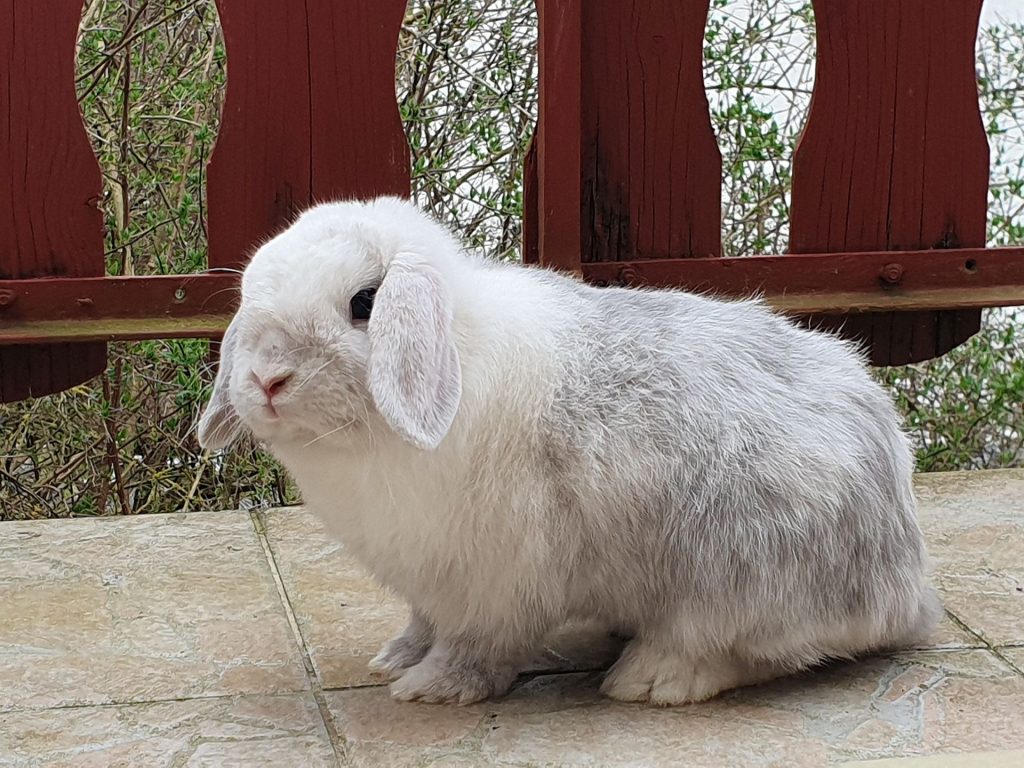 Entwendeter Hase in Pyrbaum Quelle: PI Neumarkt