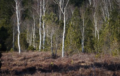 Moorwald mit Birken und Spirken bei Murnau, Foto: Michael Friedel, StMELF