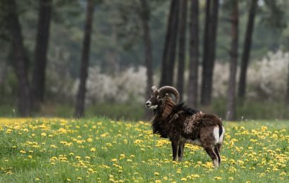 Randalierende Mufflons im Leuchtenberger Ortsteil Michldorf