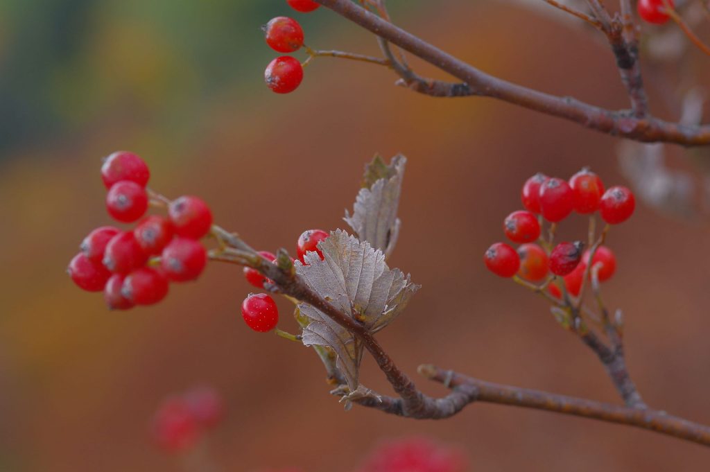 Die Mehlbeere im Herbst: Früchte und Blätter (auf der Unterseite dicht filzig behaart) Foto: Boris Mittermeier, LWF