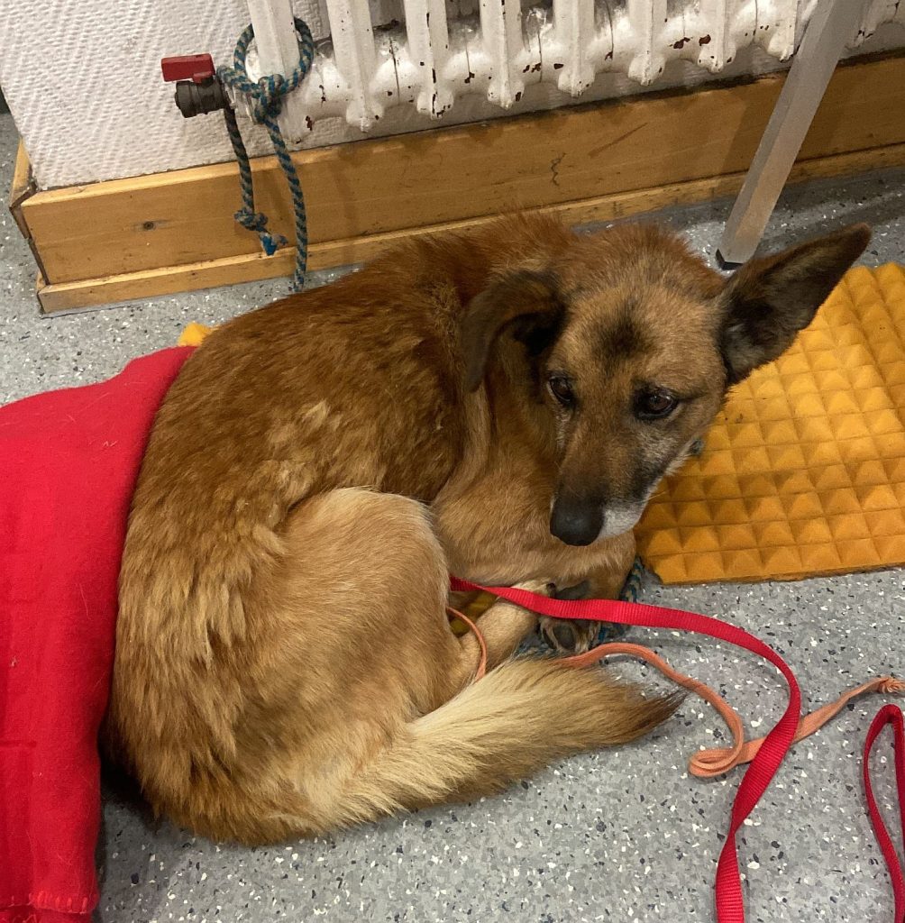 Der Hund wurde in einer Bank an der Heizung festgebunden, die Polizei sucht nach Zeugen Foto: PI Schwandorf