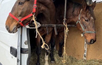 11 Pferde mit gefälschten Papieren sichergestellt