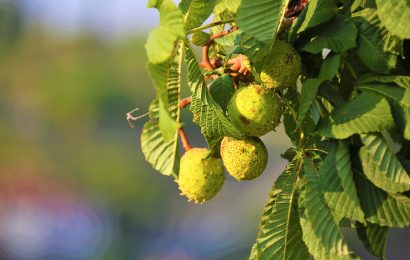 Kastanienbaum im Stadtpark beschädigt