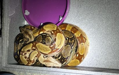 Unbekannter gibt Schlangen beim Tierheim ab