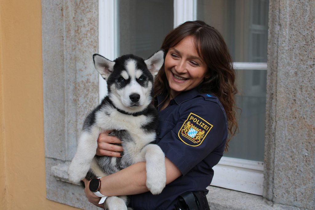 gefundener Huskywelpe Quelle: Stolze, PHMin PI Regensburg Süd