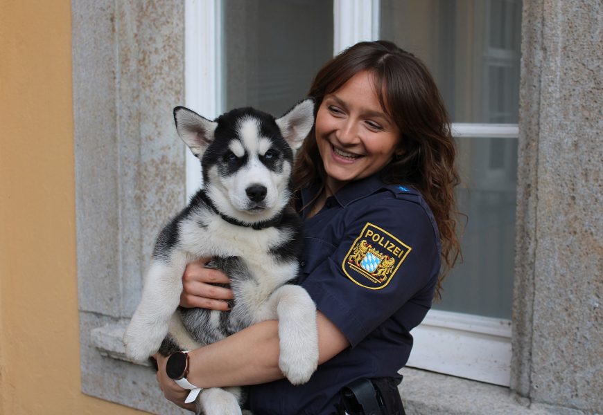 Hundebesitzer gesucht