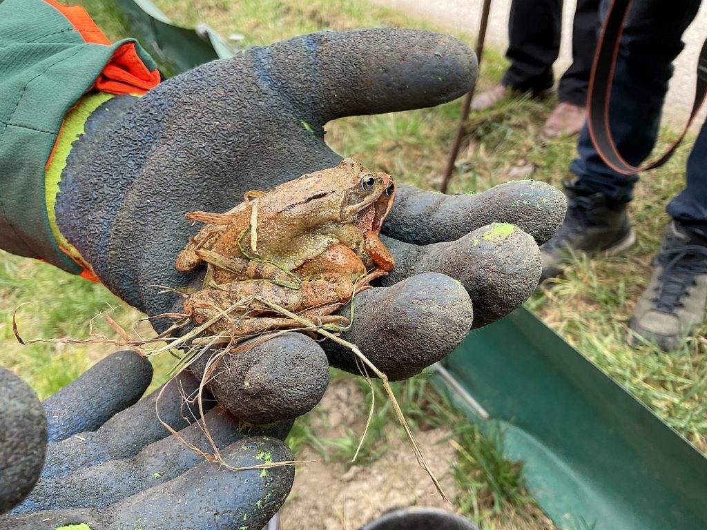 Aktive des BUND Naturschutz beim Amphibien retten Fotos BN