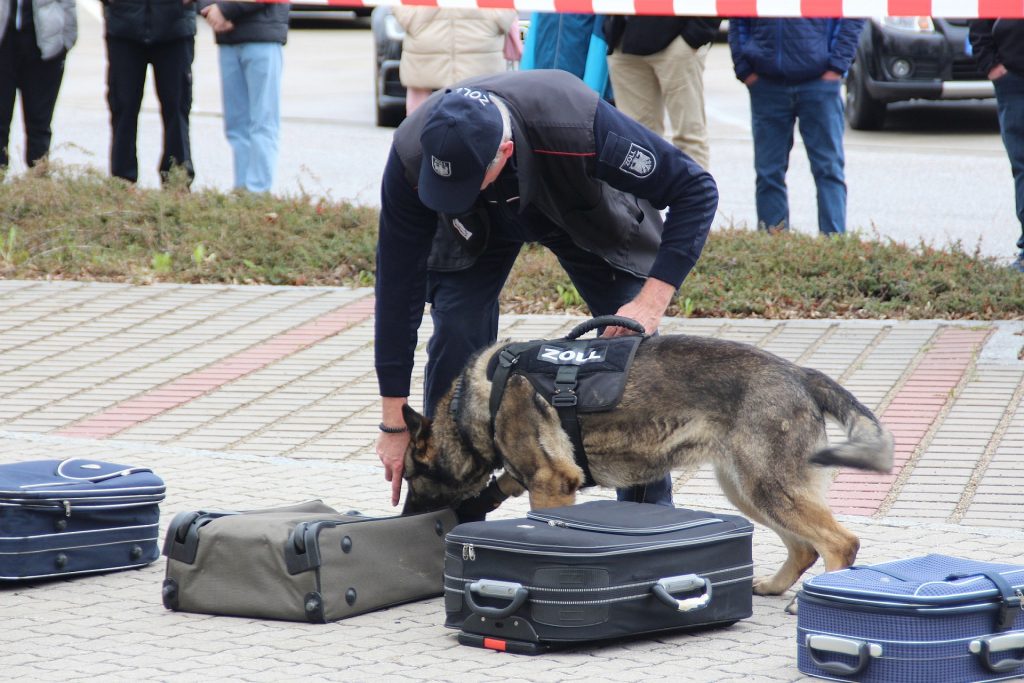 Zollhund zeigt vollen Einsatz am Zoll-Info-Tag Foto: Hauptzollamt Regensburg  