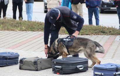 Zollhund zeigt vollen Einsatz am Zoll-Info-Tag Foto: Hauptzollamt Regensburg  